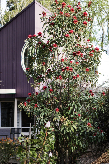 Red Flowering Tree Red Flowering Tree