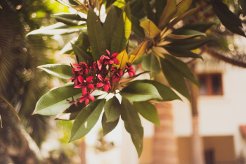 Red Flowering Tree Red Flowering Tree