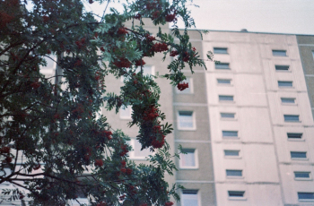 Red Flowering Tree Near Building Red Flowering Tree Near Building
