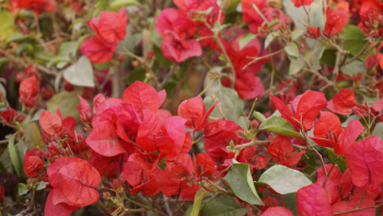 Red Flowers Red Flowers