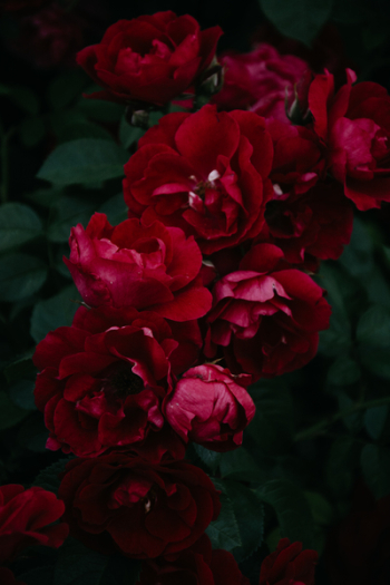 Red Flowers Red Flowers