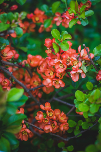 Red Flowers Red Flowers