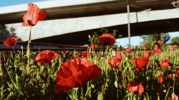 red flowers red flowers