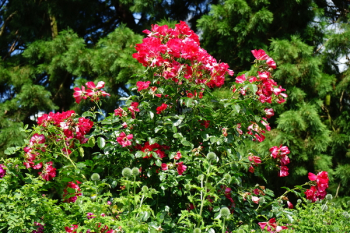 Red Flowers Red Flowers