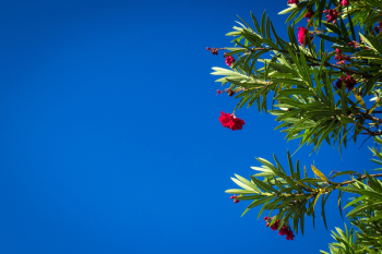 Red Flowers Red Flowers