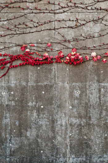 Red Flowers Red Flowers