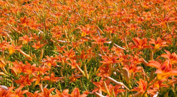 red flowers red flowers