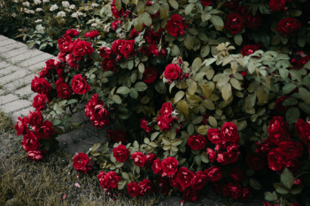 Red Flowers Red Flowers