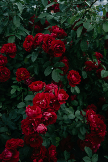 Red Flowers Red Flowers