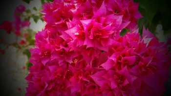 Red Flowers Red Flowers