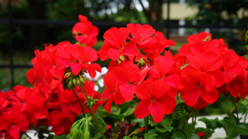 Red Flowers Red Flowers