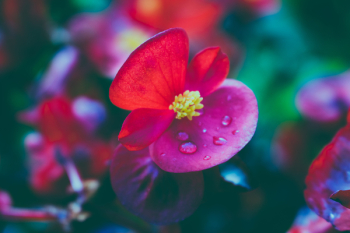 Red Flowers Red Flowers