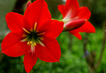 Red Flowers Red Flowers