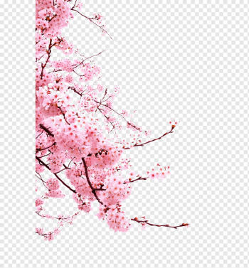 red flowers, Cherry blossom Cerasus, Cherry blossoms, branch, sticker, twig png