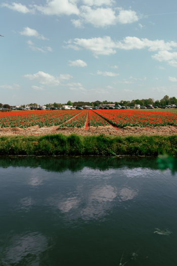Red Flowers Field Red Flowers Field