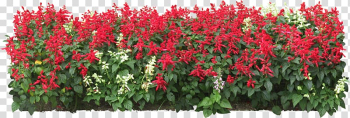 Red flowers, Flower garden, flower bed transparent background PNG clipart