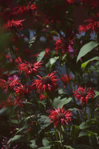 Red Flowers In Bloom Red Flowers In Bloom