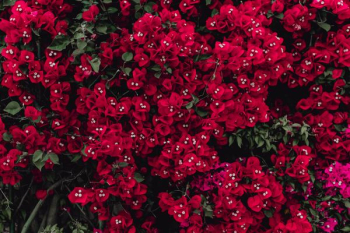Red flowers of bougainvillea tree, Portugal
