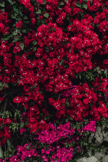 Red flowers of bougainvillea tree, Portugal
