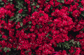 Red flowers of bougainvillea tree, Portugal