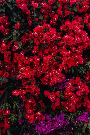 Red flowers of bougainvillea tree, Portugal