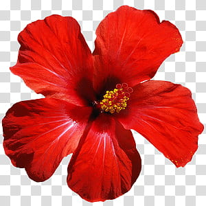 Red Flowers, red hibiscus transparent background PNG clipart Red Flowers, red hibiscus transparent background PNG clipart