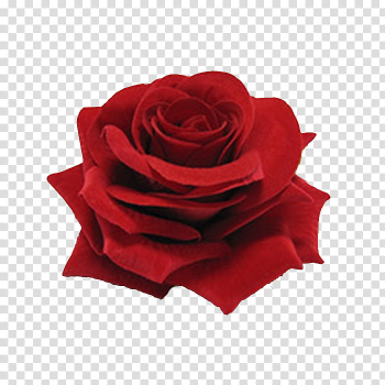 Red Flowers, red rose transparent background PNG clipart