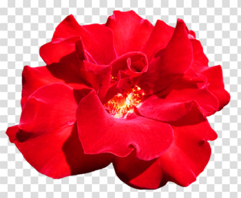 Red Flowers Transparent Background PNG