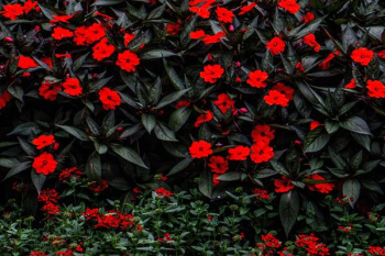 red flowers with black leaves red flowers with black leaves