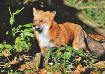 Red Fox Red Fox