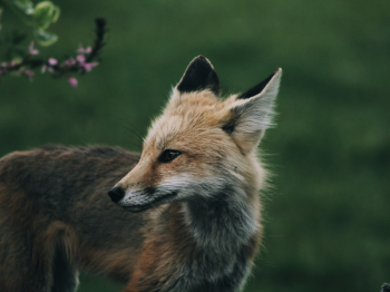 Red Fox Red Fox