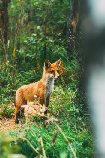 red fox red fox
