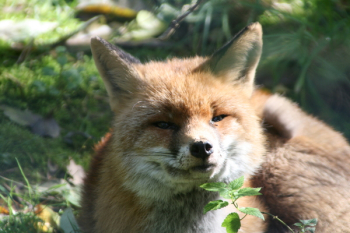 Red Fox Red Fox