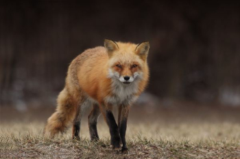 red fox red fox