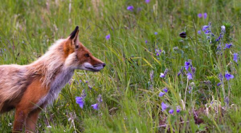 red fox beside lavender flowers red fox beside lavender flowers