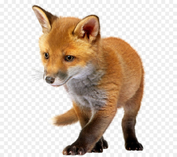 Red fox Clip art - The poor fox Red fox Clip art - The poor fox