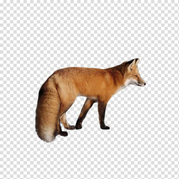 Red fox , fox transparent background PNG clipart Red fox , fox transparent background PNG clipart