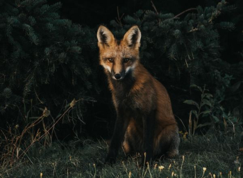red fox illustration red fox illustration