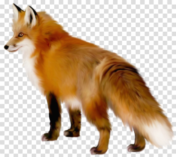 Red Fox PNG Free Download Red Fox PNG Free Download