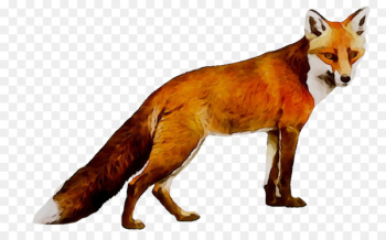 Red fox Wolf Coyote Dhole - Red fox Wolf Coyote Dhole -