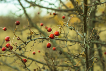 Red Fruits on Tree Red Fruits on Tree