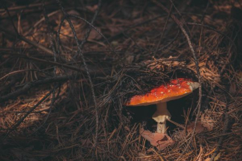 red fungus red fungus