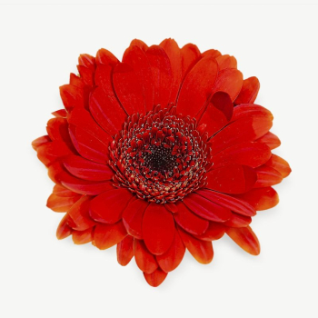 Red gerbera collage element | Free PSD - rawpixel Red gerbera collage element | Free PSD - rawpixel