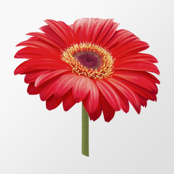 Red gerbera daisy, flower clipart | Free PSD - rawpixel Red gerbera daisy, flower clipart | Free PSD - rawpixel