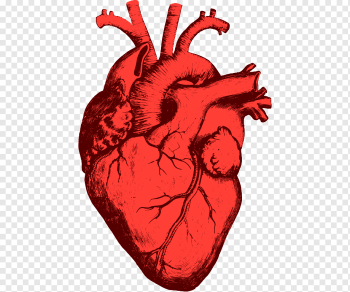 red heart, Heart Anatomy Organ Human body, human heart, love, heart, biology png