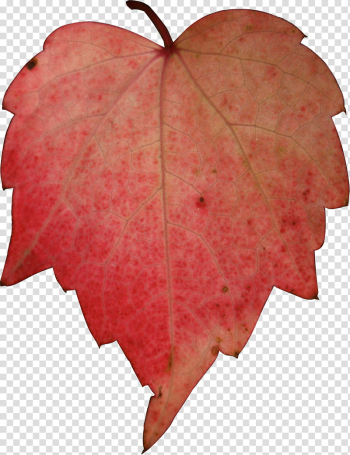 Red heart leave autumn, red maple leaf transparent background PNG clipart