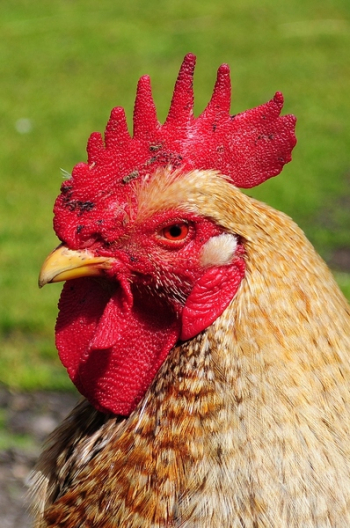 Red Hen Red Hen