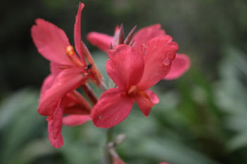 Red Hibiscus Red Hibiscus