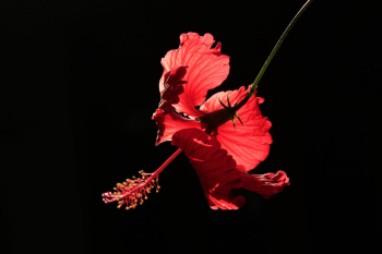 Red Hibiscus Red Hibiscus