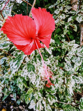 Red Hibiscus Red Hibiscus